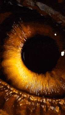 a close up of a person 's eye with a yellow iris