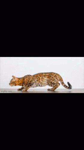 Cat Bengal GIF - Cat Bengal Run GIFs