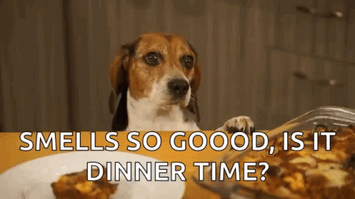 Hungry Dog GIF - Hungry Dog Beagle GIFs