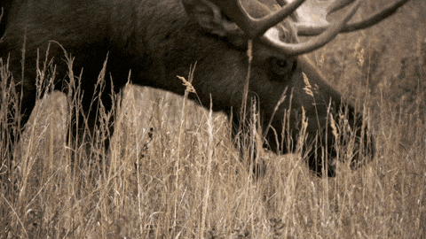 a moose standing in a field with tall grass