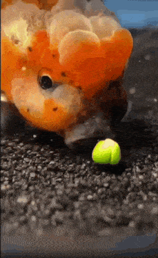 a goldfish is eating a tennis ball on the ground