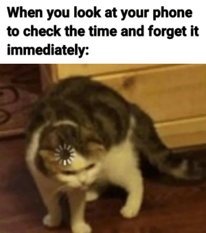 Cat Meme GIF - Cat Meme Loading GIFs