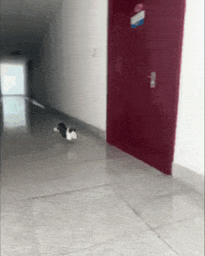 cat-running-fast.gif