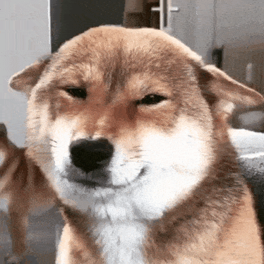 a close up of a dog 's face with its eyes closed and a smile on its face .