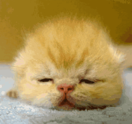 Cat Biscuit GIF - Cat Biscuit Red Lobster GIFs
