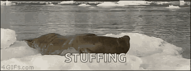 Surprised Seal GIF - Surprised Seal Shocked GIFs