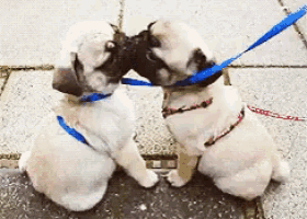 two pug puppies on a leash are kissing