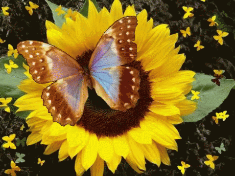 Butterfly Sunflower GIF - Butterfly Sunflower GIFs