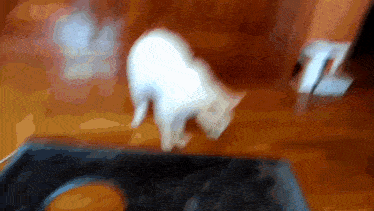 a white cat is playing with a black object on a wooden table