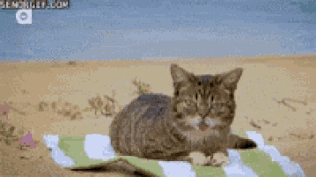 a cat is laying on a beach towel with its eyes closed .