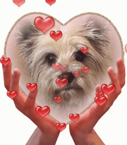 Cairn Cairn Terrier GIF - Cairn Cairn Terrier Doghearts GIFs