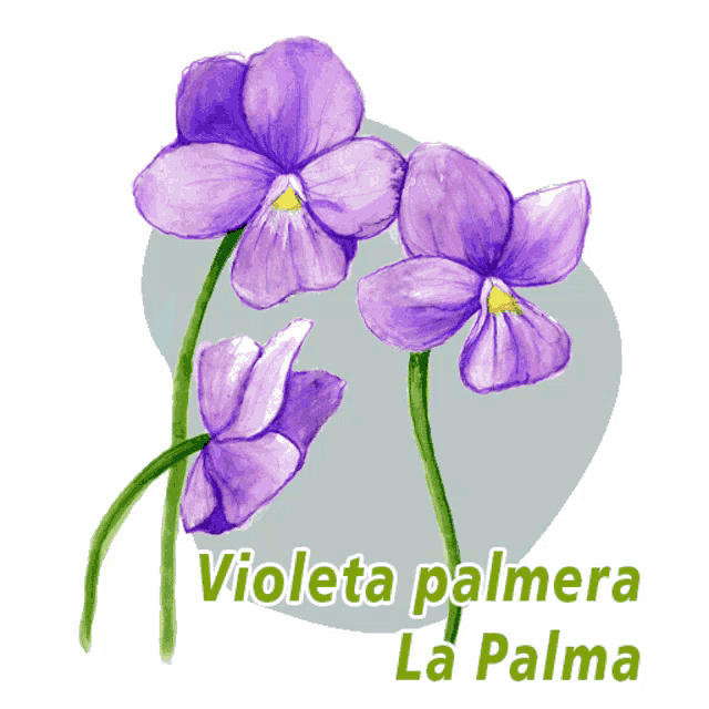 a drawing of purple flowers with the words violeta palmera la palma