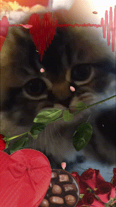 a picture of a cat with roses and chocolates
