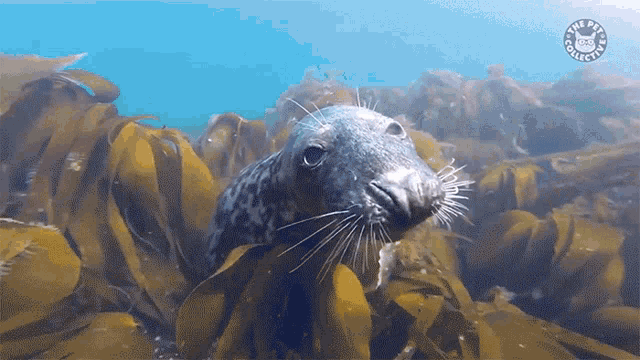 Whats Up Curious GIF - Whats Up Curious Water Dog GIFs