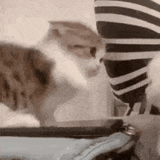 a cat is standing next to a person wearing a striped sweater .
