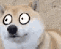 a close up of a dog 's face with big eyes .