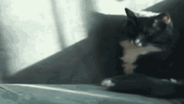 a black cat is laying on a couch and looking at something