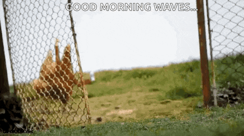 a chicken is behind a chain link fence and says good morning waves .