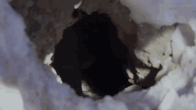 Pallas Cat What You Want GIF - Pallas Cat What You Want Stare GIFs