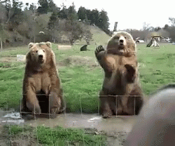 Bear Bye GIF - Bear Bye Hi GIFs