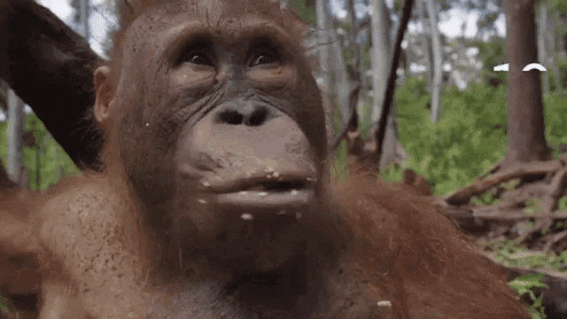 Beni Orangutan Ape GIF - Beni Orangutan Orangutan Ape GIFs