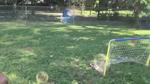 When You Get So Excited About Something You Accidentally  Destroy Your Best Friend GIF - Dog Bubbles Play GIFs