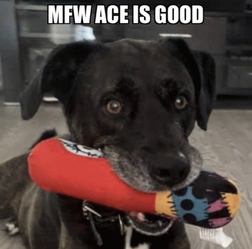 Ace Is A Good Boy So That Is What I Say Haha GIF - Ace Is A Good Boy So That Is What I Say Haha GIFs