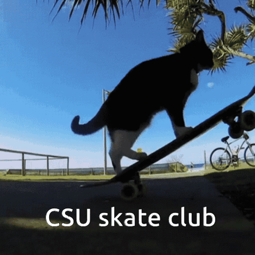Csu Skate GIF