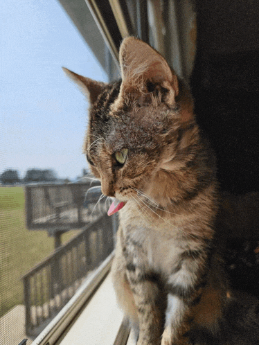 a cat is sticking its tongue out while looking out of a window