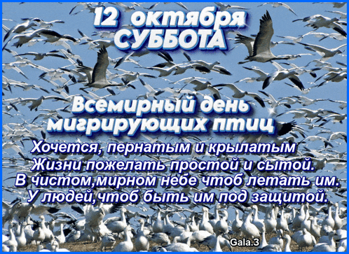 a picture of a flock of birds with the date of 12 october