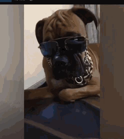 Funny Animals Dogs In Sunglasses GIF - Funny Animals Dogs In Sunglasses Summer GIFs