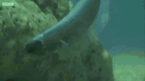 Seacucumber Pearlfish GIF - Seacucumber Pearlfish Hide GIFs