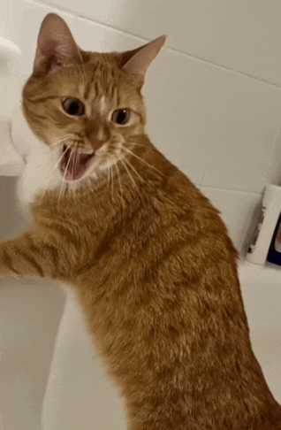 an orange and white cat with its mouth open standing next to a sink