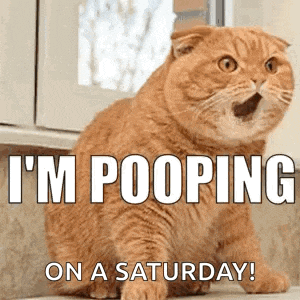 I'M Pooping Cat Meme GIF