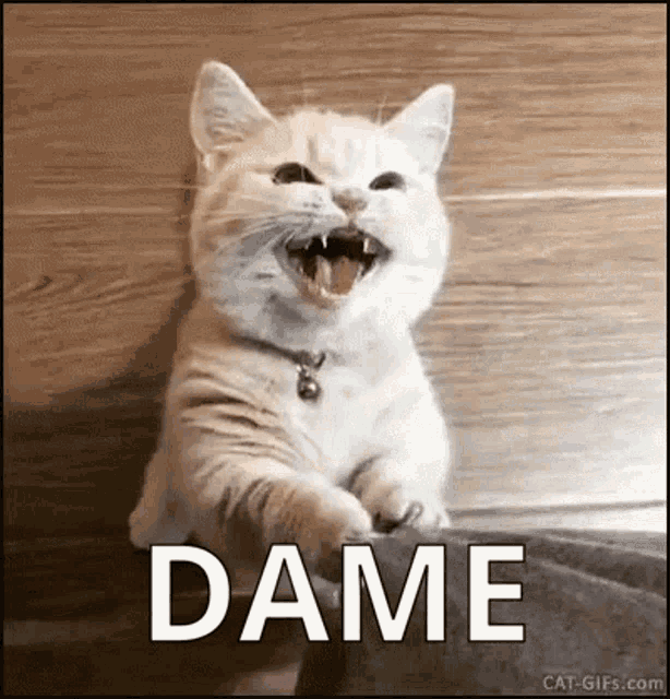 Dame Gato GIF - Dame Gato Cat GIFs