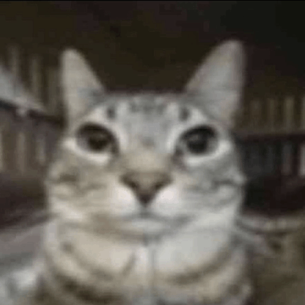 Cat Cats GIF - Cat Cats Silly Cat GIFs