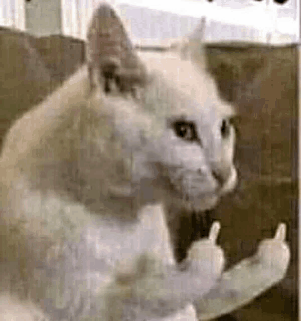 a white cat is giving the middle finger to the camera .