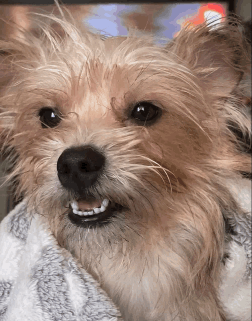 a close up of a dog 's face with a blanket behind it