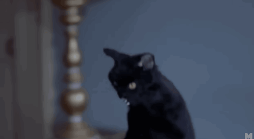 Scary Movie Cat GIF - Scary Movie Cat GIFs