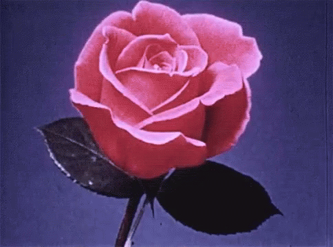 Flower Rose GIF - Flower Rose Blooming GIFs