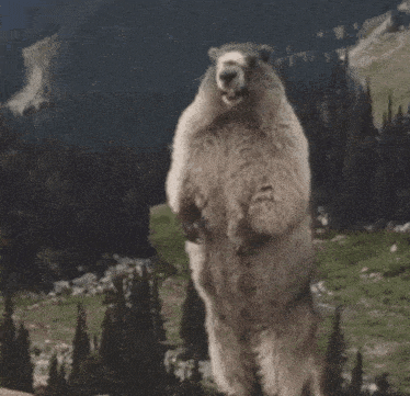 a bear is standing on its hind legs with arabic writing behind it