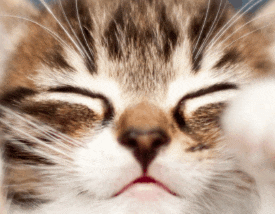 a close up of a cat 's face with closed eyes