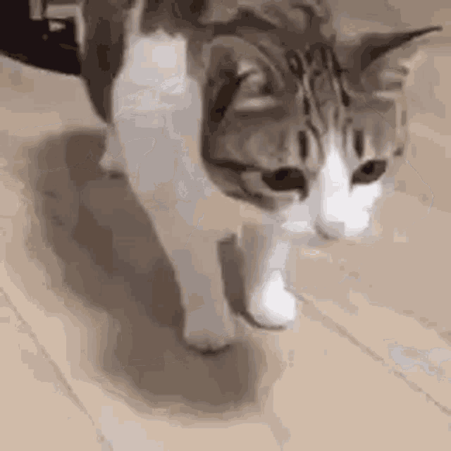 a cat is walking on a wooden floor looking at the camera .