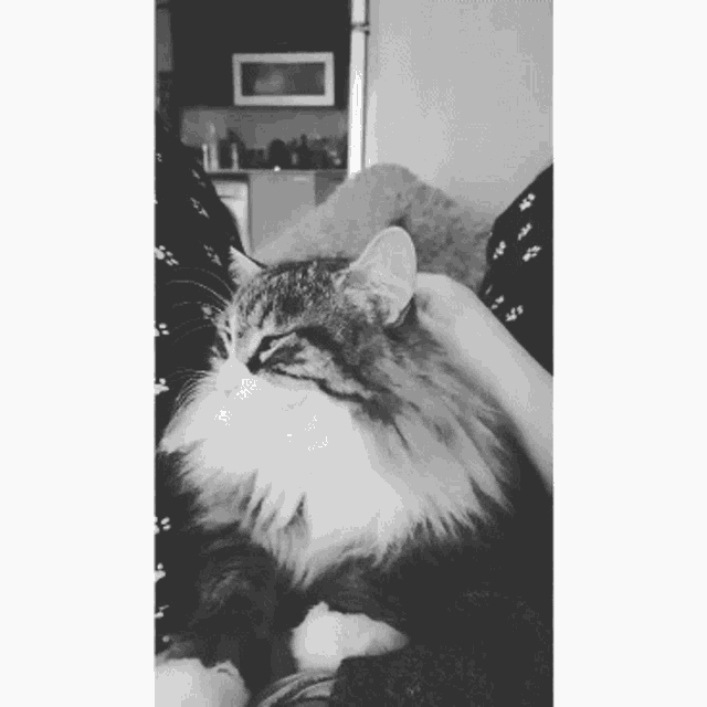 a black and white photo of a cat being petted by a person