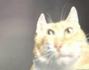 a close up of a cat 's face with a blurred background .