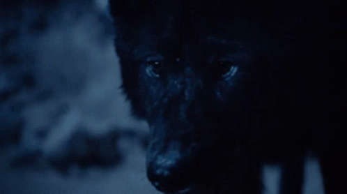 Wolfboy Dog Wolf Blue GIF - Wolfboy Dog Wolf Blue GIFs