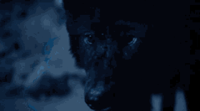 a close up of a black dog with blue eyes