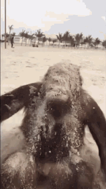 a person is covered in sand on the beach