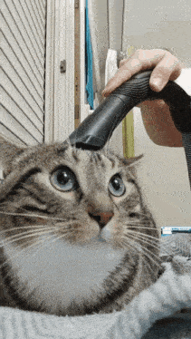 a cat is being cleaned with a vacuum cleaner