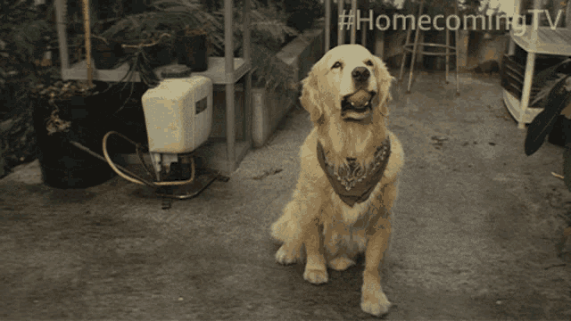 Play With Me Homecoming GIF - Play With Me Homecoming Lets Play GIFs